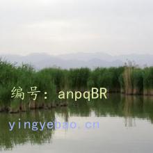 ղ